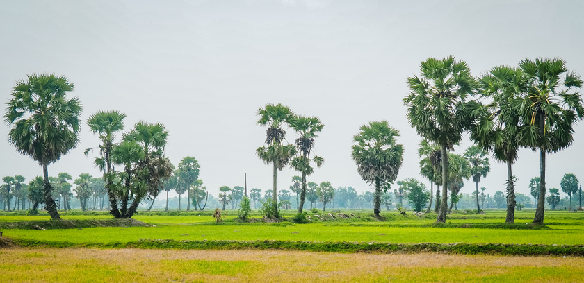 Cánh đồng thốt nốt - An Giang