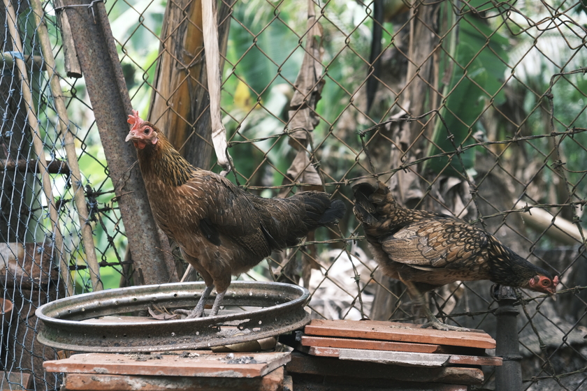 Từ gà nhà nuôi...