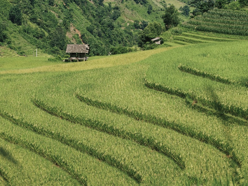 Nằm xen giữa những mỏm đá tai mèo, thửa ruộng bậc thang ở đây nhỏ nhắn, xinh xắn tạo nên một bức tranh thiên nhiên độc đáo và ấn tượng