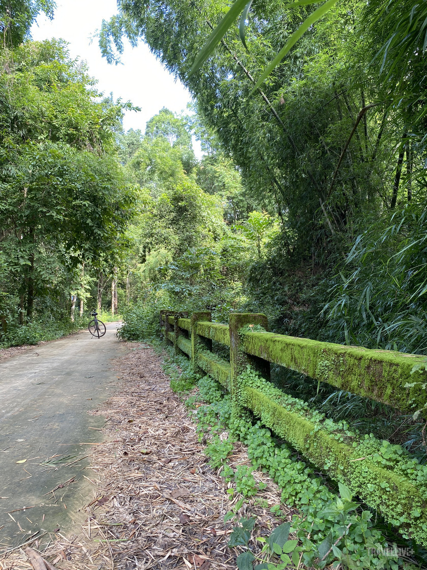 Cây cầu phủ đầy rêu xanh