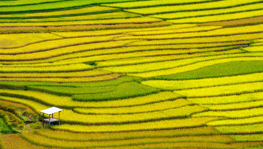 Những cánh đồng ruộng bậc thang trong ánh nắng mai thu hút tầm nhìn của tất cả mọi người, khiến ai đã từng đi rồi cũng say đắm và quyến luyến