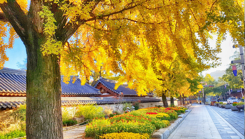 Từng cung đường Jeonju Hanok như được dát vàng, dát đỏ bởi những chiếc lá phong đỏ rực, lá ngân hạnh vàng óng