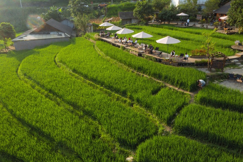 Quán cà phê mang đến một không gian thoáng đãng, trong lành, hoàn toàn không cần đến điều hòa