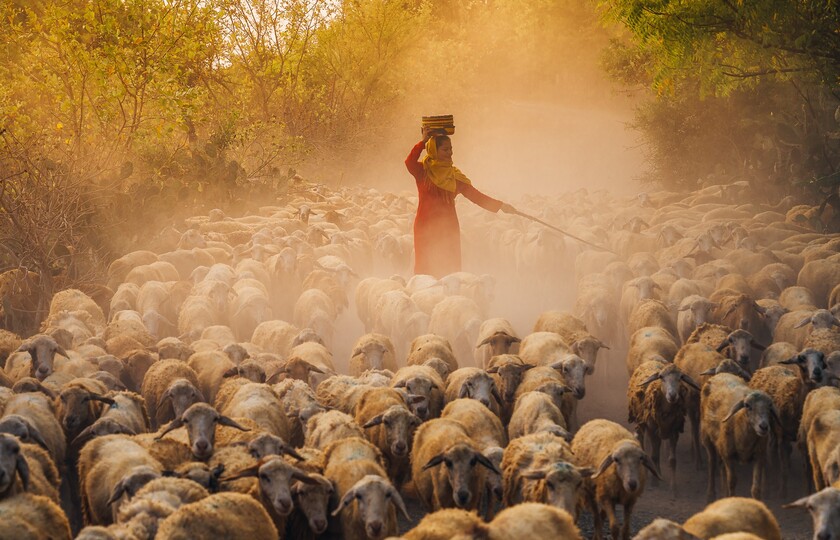 Cô gái chăn cừu người Chăm