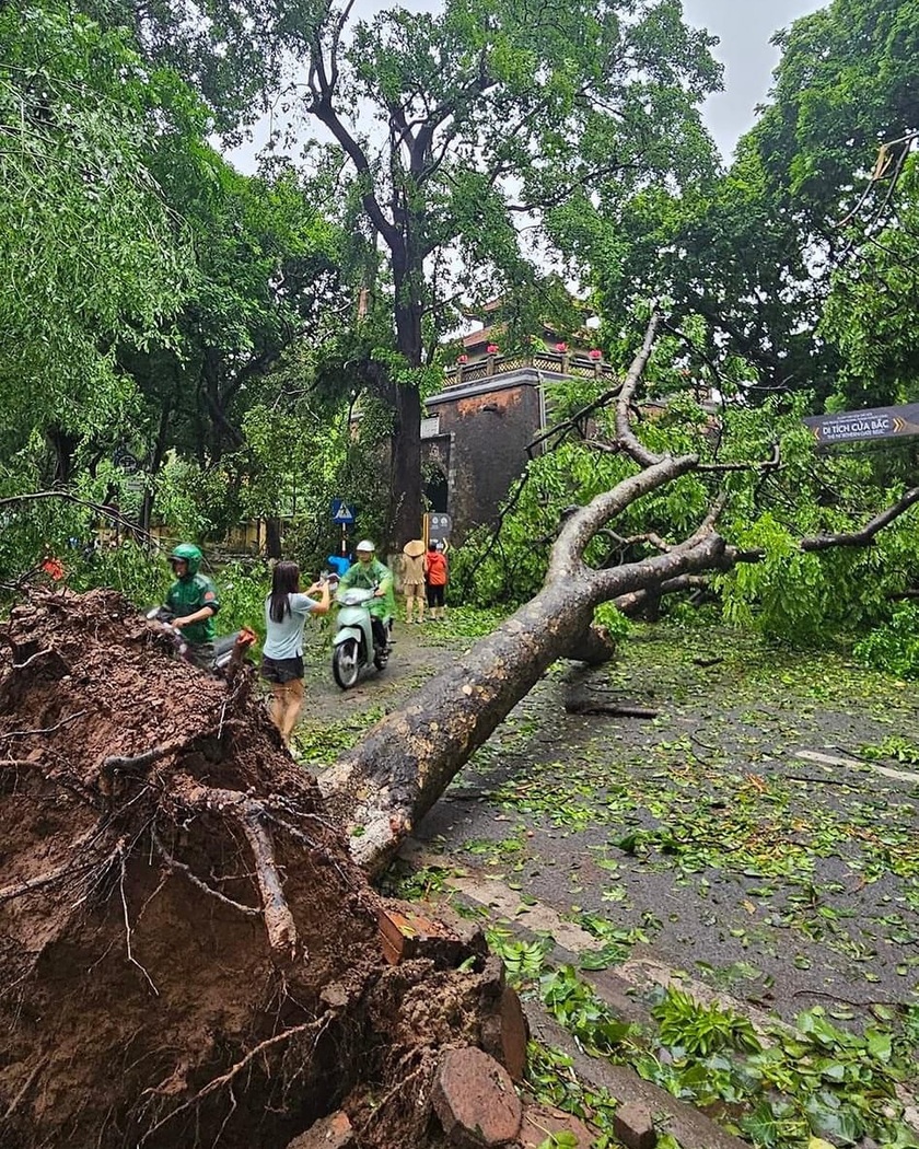 Các cây lớn đổ rạp làm chắn các tuyến đường di chuyển