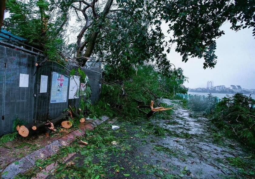 Ban Quản lý di sản Văn hoá và Thiên nhiên thế giới Tràng An đang tích cực tìm kiếm nguồn cây xanh từ những cây cổ thụ bị siêu bão Yagi quật đổ