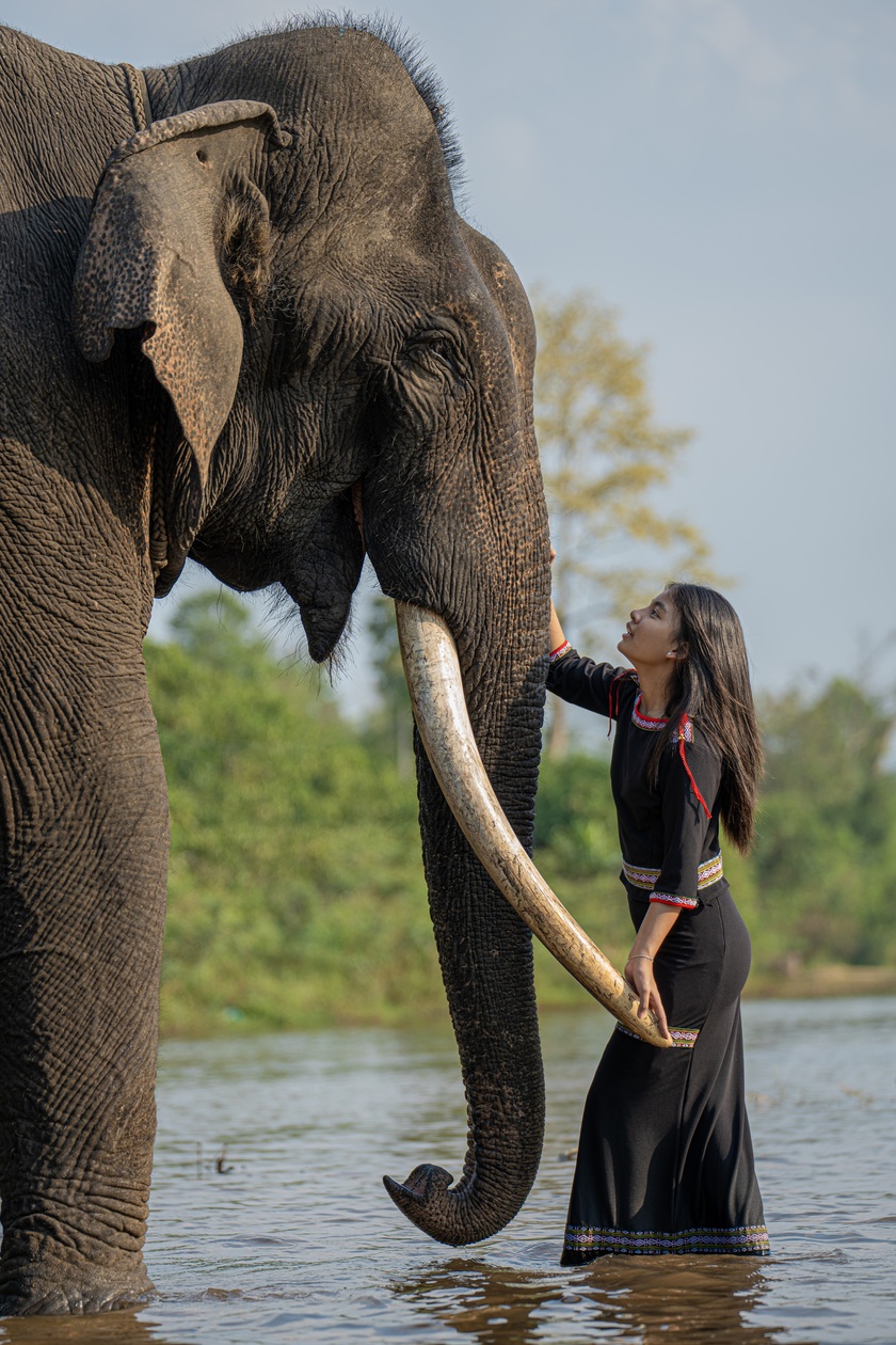 Chú voi tại Tây Nguyên