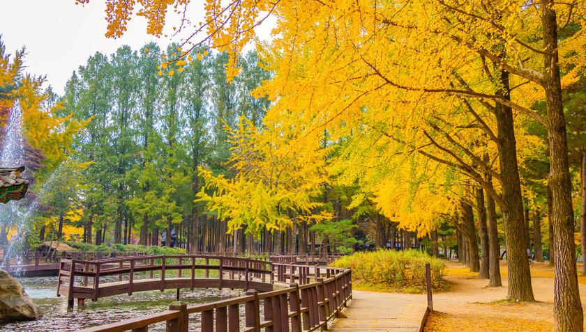 Tết Trung thu Hàn Quốc (Chuseok) năm nay, rơi vào khoảng ngày 16 - 18/9, đã khiến người dân xứ sở Kim chi háo hức chuẩn bị từ nhiều ngày trước