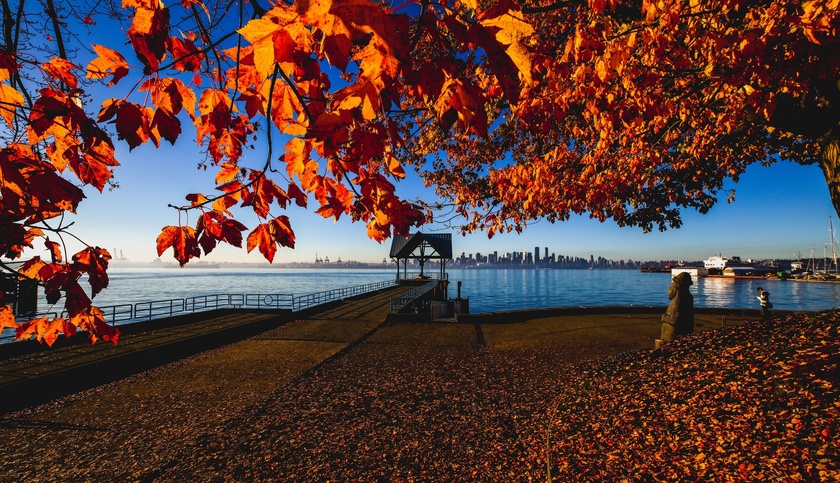 Sắc vàng lá phong tại Vancouver