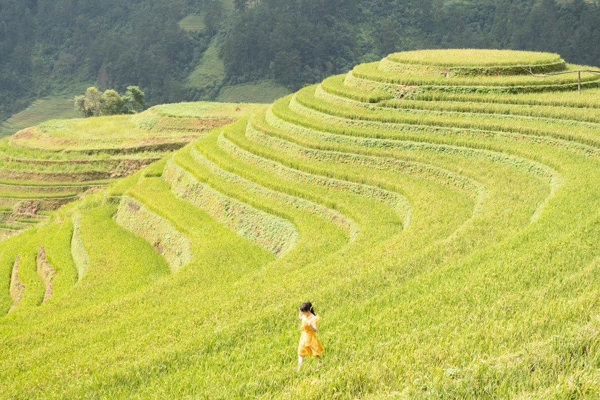 Lúa đã bắt đầu ngả vàng trên khắp ruộng bậc thang