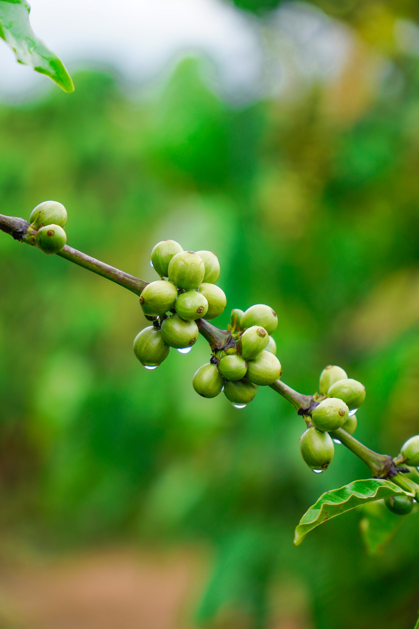 Trái cà phê - biểu tượng của xứ sở Đăk Lăk