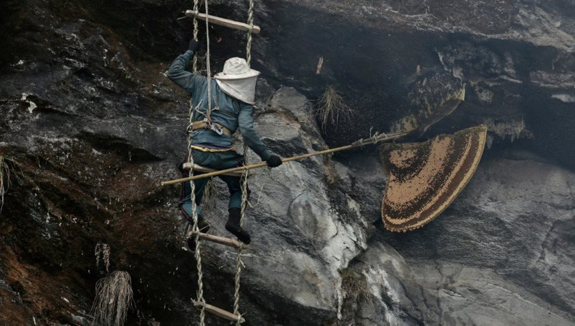 Trên những vách đá dựng đứng của dãy Himalaya, người thợ săn ong đá Gurung đã tạo nên một màn trình diễn đầy kịch tính giữa con người và thiên nhiên