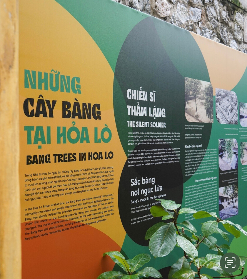 Bàng lại trở thành 