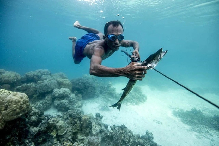 Người Bajau đã trở thành những người đầu tiên được chứng minh sở hữu cấu trúc di truyền để thích nghi với việc lặn