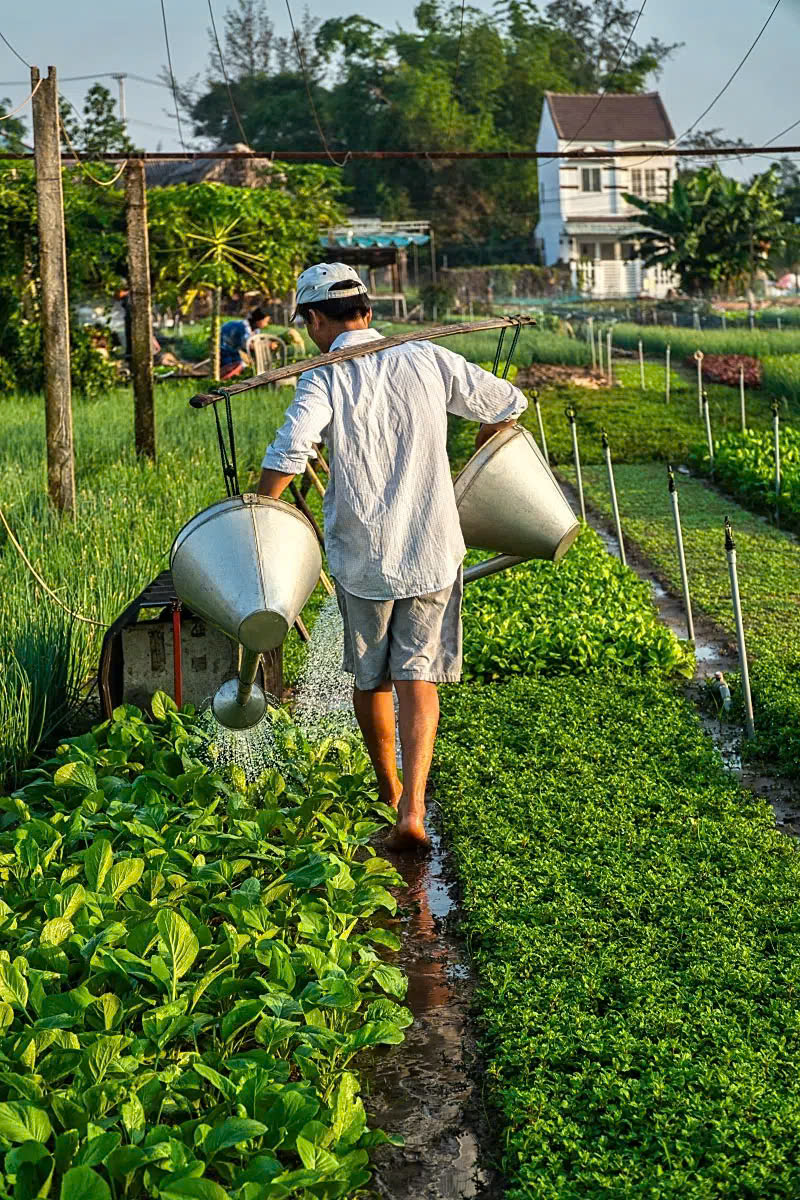 Hiện nay, làng Trà Quế có 202 hộ dân tham gia hoạt động trồng rau với 326 lao động trực tiếp trên diện tích 18 hecta đất canh tác