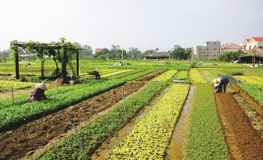 Những luống rau xanh mơn mởn được chăm sóc kĩ lưỡng