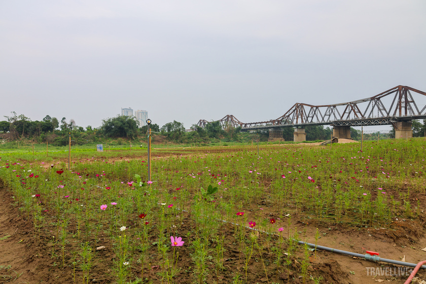 phát triển thêm nhiều loại hoa khác