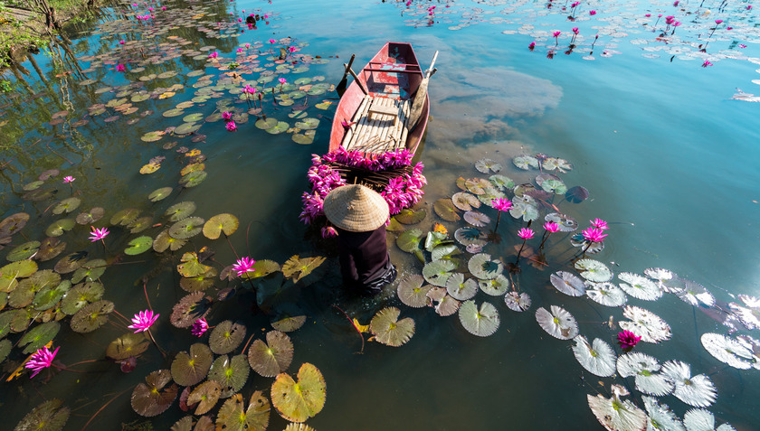 Khi đồng bằng sông lũ lụt, vụ thu hoạch hoa súng trở thành một địa điểm chụp ảnh phổ biến đối với khách du lịch