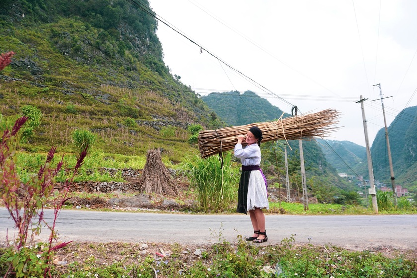 Những cây lanh to sẽ để lại làm giống cho năm sau. Số còn lại sẽ đem đi phơi cho khô