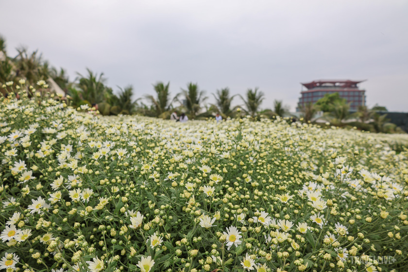 Du khách có thể đến chiêm ngưỡng vẻ đẹp của cúc họa mi cùng những loài hoa khác và thư giãn, tận hưởng không khí trong lành