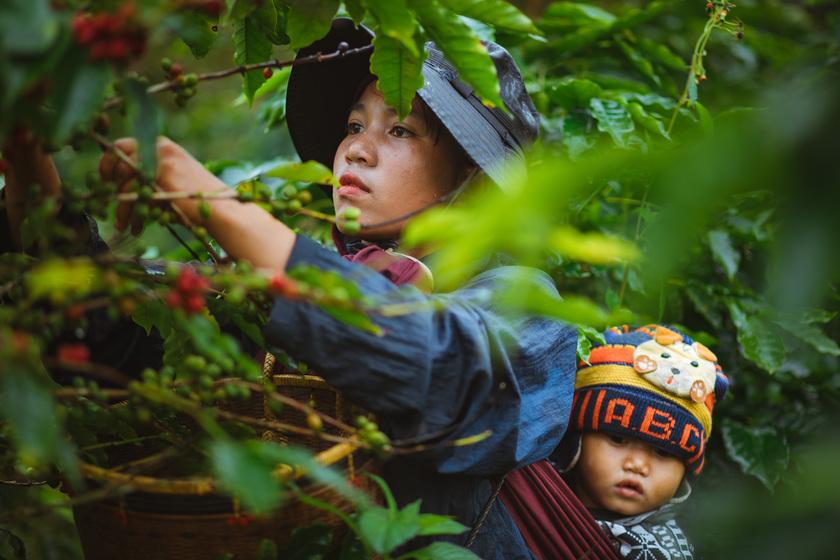 Những đôi mắt thơ ngây theo mẹ lên rẫy