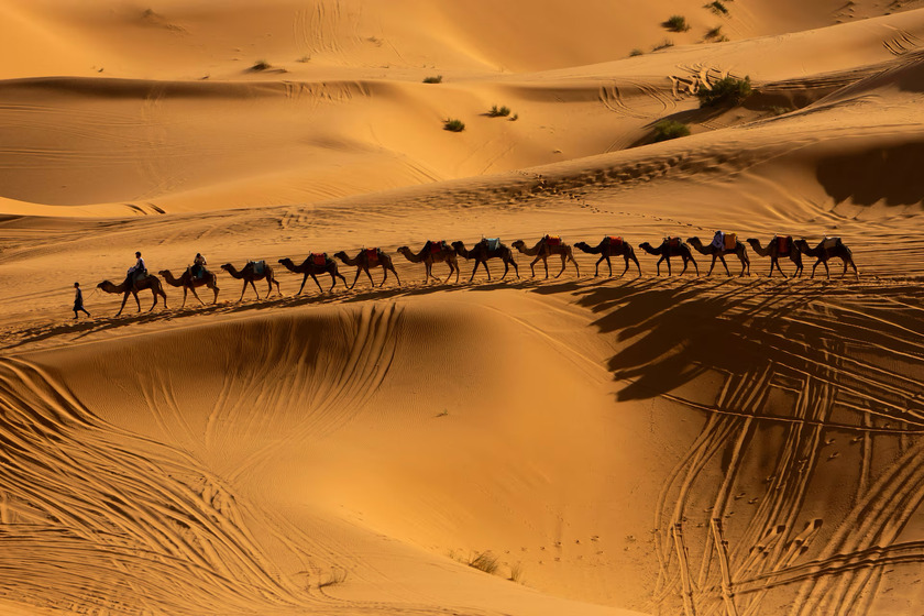 Đoàn lạc đà di chuyển dọc theo cồn cát tại Erg Chebbi trên sa mạc Sahara bên ngoài Merzouga, Maroc