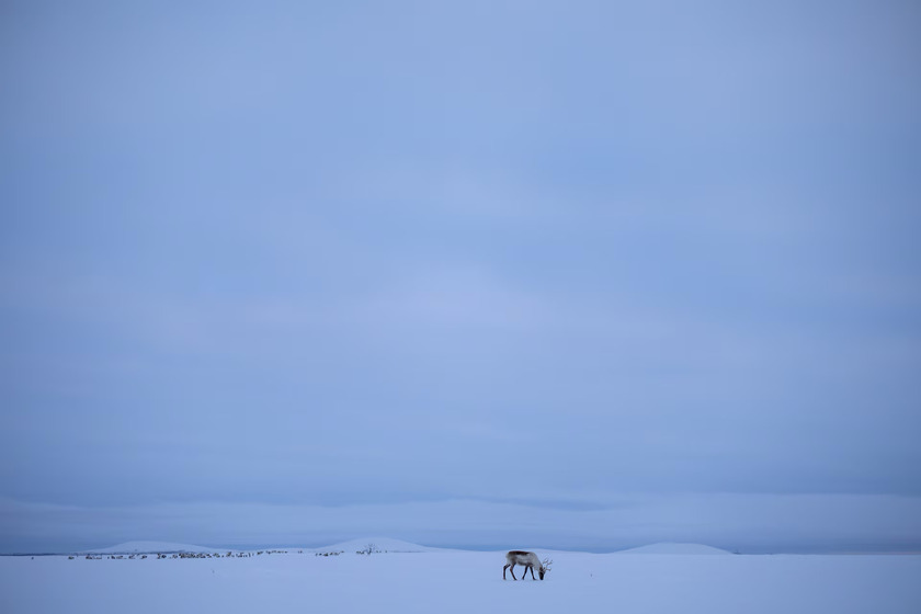 Con tuần lộc tìm thức ăn trong khung cảnh mùa đông lúc hoàng hôn gần Geadgebarjavri trên cao nguyên Finnmark, Na Uy