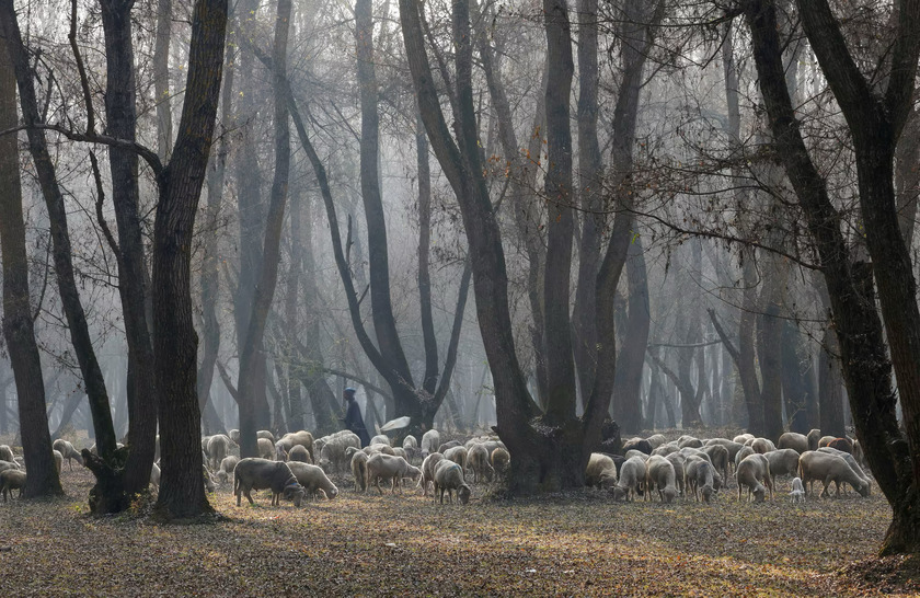 Người chăn cừu Kashmir trông chừng đàn cừu của mình đang gặm cỏ ở quận Ganderbal, trung tâm Kashmir, Ấn Độ