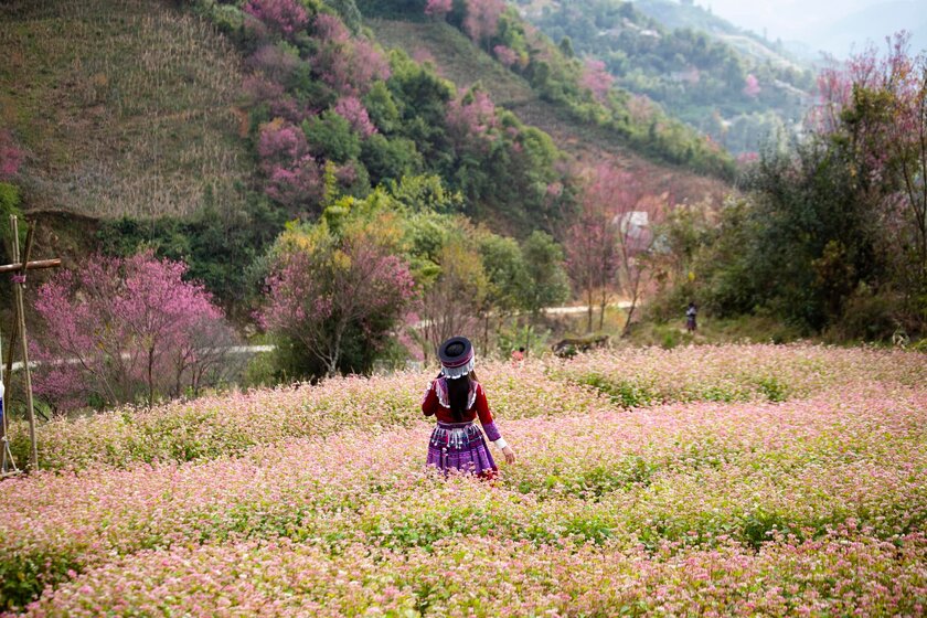 Đối với người Mông ở Mù Cang Chải, loài hoa này báo hiệu mùa xuân sớm cũng là lúc bà con chuẩn bị nông cụ để vào vụ mới