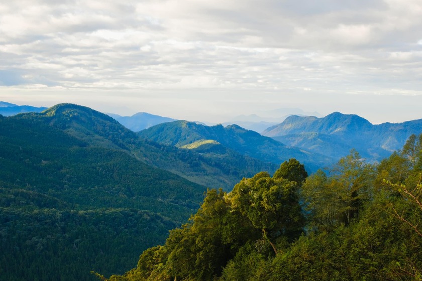 Alishan có diện tích lên đến 415 km², trải dài như một bức tranh thiên nhiên tuyệt đẹp