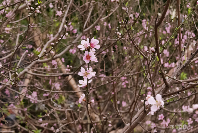 Hương sắc mùa Xuân