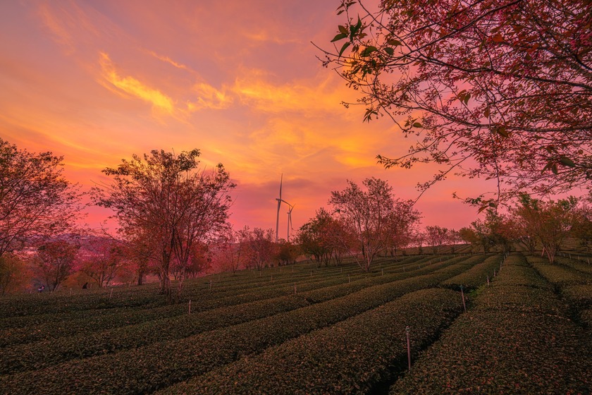 Mùa mai anh đào không chỉ là thời điểm để chiêm ngưỡng vẻ đẹp thiên nhiên mà còn là dịp để du khách cảm nhận sự yên bình, lãng mạn của Đà Lạt