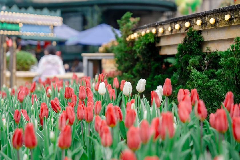 Tết Nguyên Đán 2025 vẫn tưng bừng và rực rỡ tại Sun World Ba Na Hills (Đà Nẵng) khi Lễ hội hoa tulip và không gian văn hóa cổ truyền được kéo dài đến hết tháng 2/2025