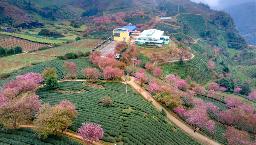 Trong bối cảnh ngành du lịch Việt Nam đang ngày càng phát triển, tình trạng lừa đảo trong lĩnh vực này cũng diễn biến ngày càng phức tạp