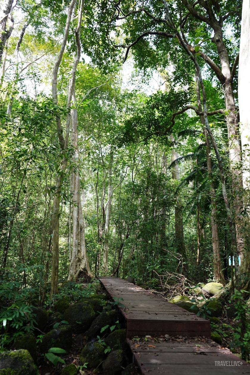 Những tán cây vươn cao, tạo nên một mái vòm xanh mát che chở những lữ khách ghé thăm