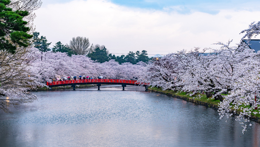 Lễ hội hoa anh đào Hirosaki, một sự kiện thường niên đầy màu sắc và quyến rũ, được tổ chức tại thành phố Hirosaki, tỉnh Aomori