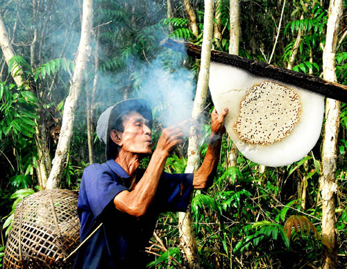 Thợ “ăn ong” đang dùng bùi nhùi xua đàn ong để lấy mật