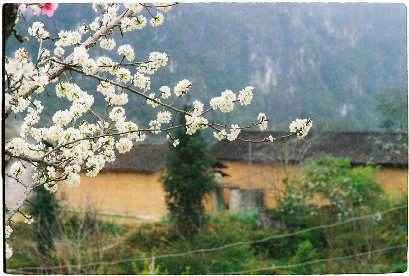 Một góc bản làng Hà Giang mùa xuân...