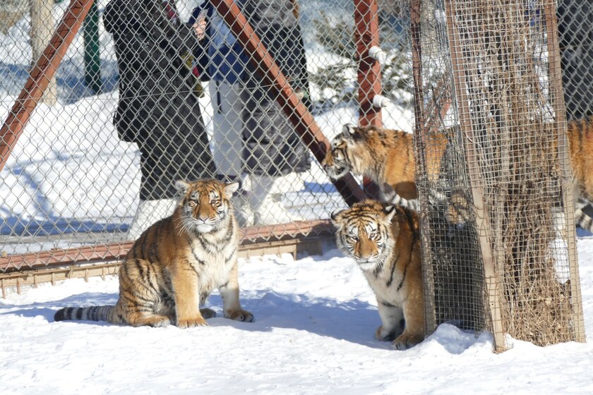 Hổ Siberia còn được mệnh danh là “Chúa tể rừng Taiga”. Ngoài tên gọi vốn có, chúng còn có tên khác là hổ Amur, hổ Ussuri hay hổ Mãn Châu, phân bố chủ yếu ở vùng viễn đông Nga, khắp bán đảo Triều Tiên, phía Mông Cổ cũng như khu vực đông bắc Trung Quốc.