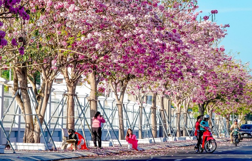 Vào mùa hoa kèn hồng nở, giới trẻ thường đến đường Hùng Vương, ấp Trà Quýt A, thị trấn Châu Thành, tỉnh Sóc Trăng chụp ảnh lưu niệm