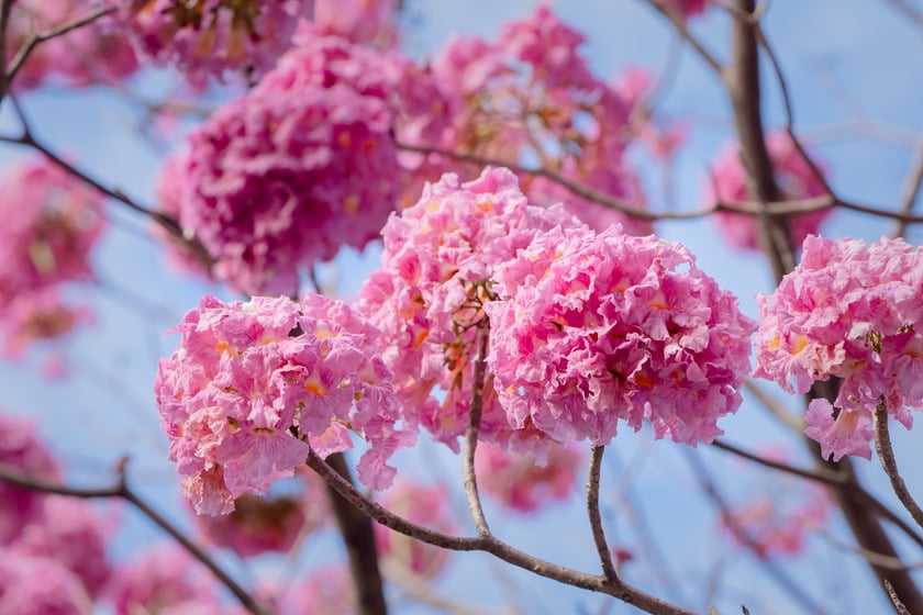 Hoa kèn hồng (Tabebuia rosea), một loài cây thuộc họ Bignoniaceae, có nguồn gốc từ Trung và Nam Mỹ