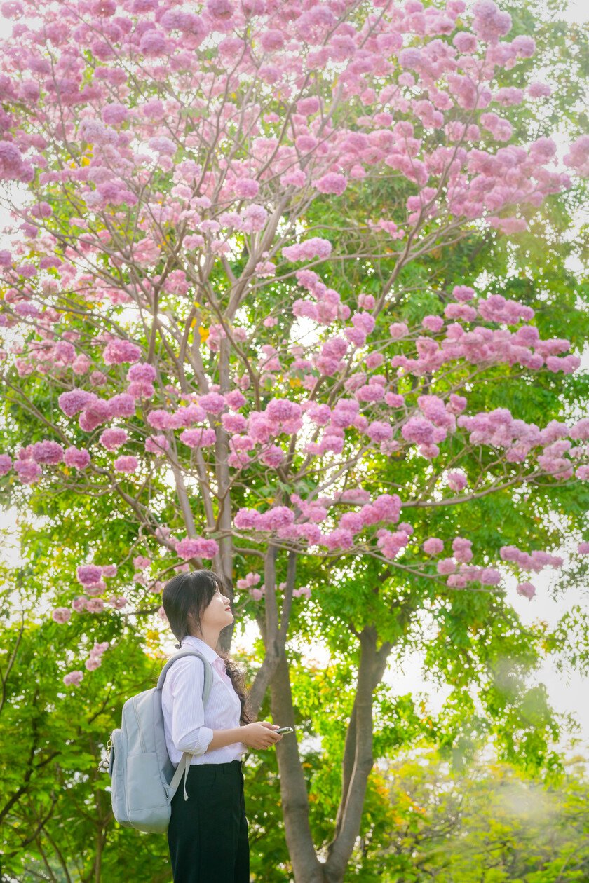 Dưới ánh nắng xuân, kèn hồng trở thành điểm sáng giữa không gian thiên nhiên trong lành của Biên Hòa