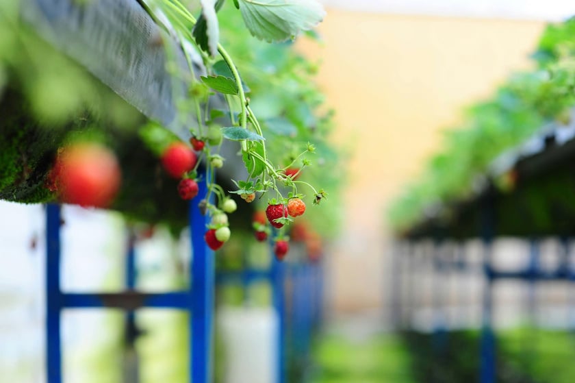 Đôi khi chỉ một thay đổi nhỏ trong chế độ chăm sóc cây trồng mà chất lượng nguyên liệu cũng có thể thay đổi