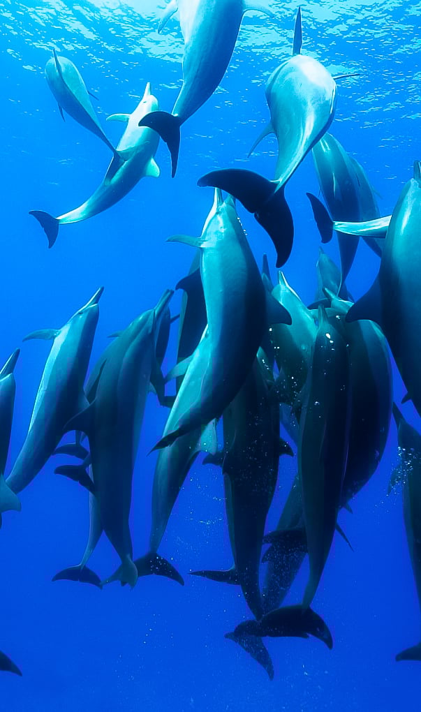 Biển tại Maldives không chỉ đẹp, mà còn tràn đầy tốc độ và sức sống