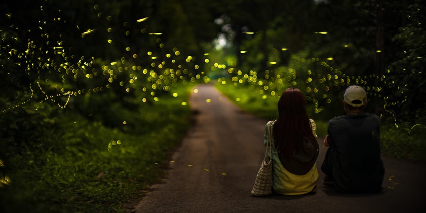Cả đoàn nín thở trước khoảnh khắc đom đóm cùng bay lên như dải ngân hà nhỏ