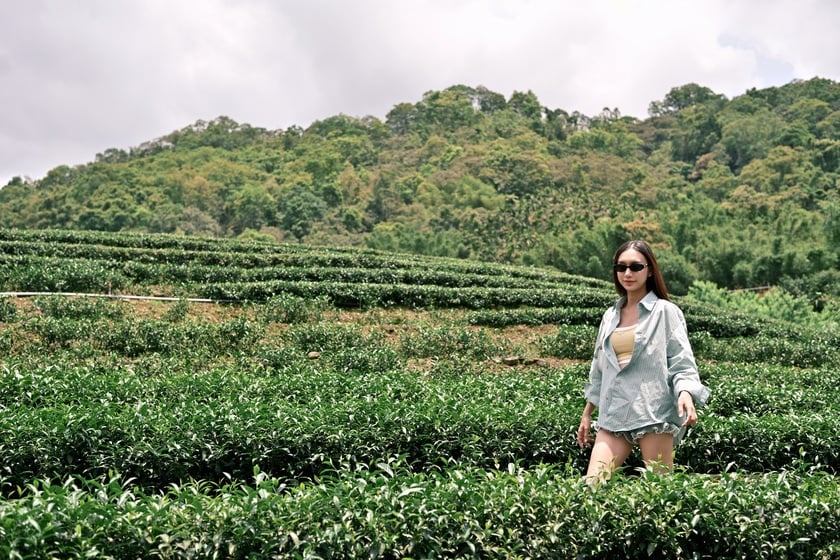 Vườn trà TainRan
