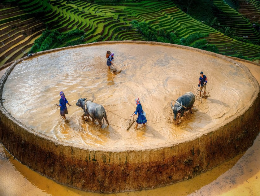 Đây cũng là thời điểm người nông dân tất bật xuống đồng, tranh thủ từng ngày nắng để gieo cấy mạ non, phủ xanh những thửa ruộng bậc thang, mở đầu cho vụ lúa chính trong năm