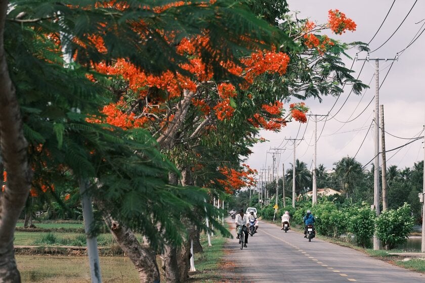 Một góc Tiền Giang mùa hạ, đỏ rực mà cũng thật dịu dàng