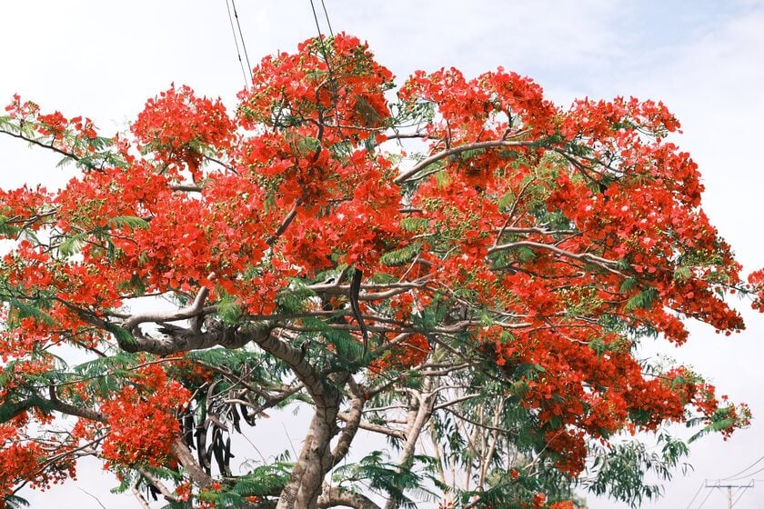 Phượng vĩ (Delonix regia) là loài cây có nguồn gốc từ Madagascar, được du nhập vào Việt Nam từ thời Pháp thuộc
