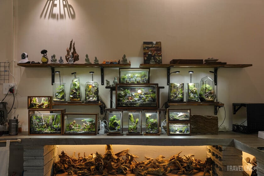 Không gian quán phủ đầy sắc xanh bởi cây cối và những hộp terrarium.